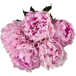 Overjoyed Boutique Peony Assorted - Each