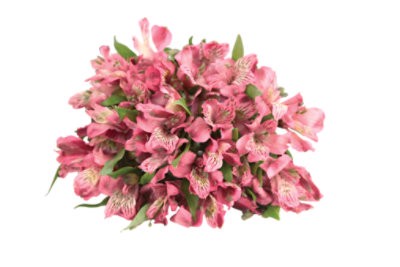 slide 1 of 1, Signature Select Alstroemeria, 1 ct