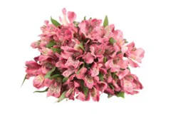Signature Select Alstroemeria