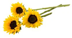 Sunflower 3 St