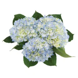 Overjoyed Boutique Blue Hydrangea 3 Stem - Each