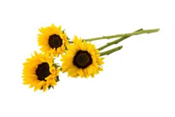 Sunflower 3 Stem - Each