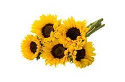 Signature Select Sunflower - Each