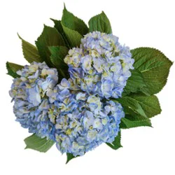Overjoyed Boutique Hydrangea 3 Stem