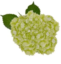 Mini Hydrangea Green - Each