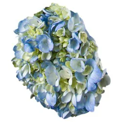 Overjoyed Boutique Hydrangea 3 Stem - Each (Colors May Vary)
