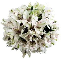 Overjoyed Boutique Alstroemeria 15 Stem - Each