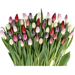 Parade Cut Tulips - Each