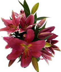 Lily Oriental - Each