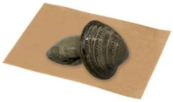 Cherrystone Clams Service Case - 1 Lb