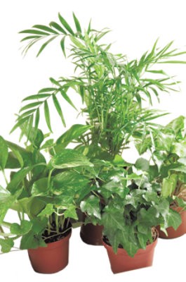 slide 1 of 1, Foliage Assorted 4 In - Each (Variety May Vary), 1 ct