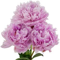 Overjoyed Boutique Coral Peony - Each
