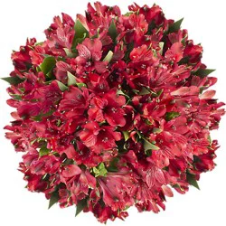 Overjoyed Boutique Alstroemeria - Each