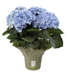 Overjoyed Boutique Hydrangea 6 Inch - Each