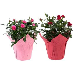 Mini Rose 6 Inch - Each