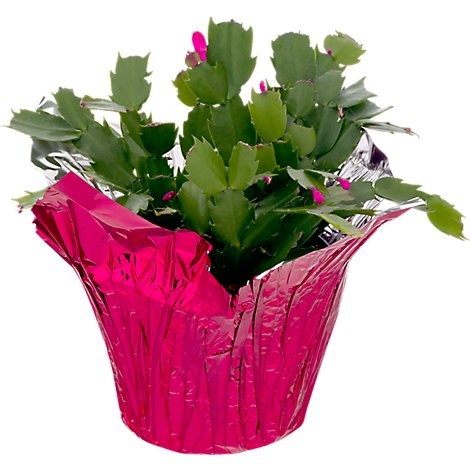 slide 1 of 1, Zygo Cactus - 6 INCH, 6 in