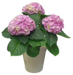 Hydrangea 6.5 Inch