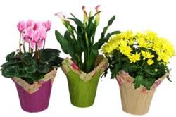 Assorted Blooming 6 Inch - Each