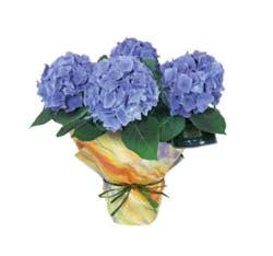 Hydrangea 3 Stem Box - Each