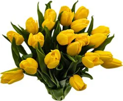Tulip 20 Stem Solid Bunch - Each