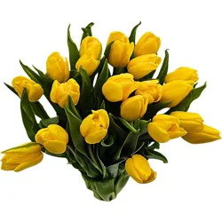 Tulip 20 Stem Solid Bunch - Each