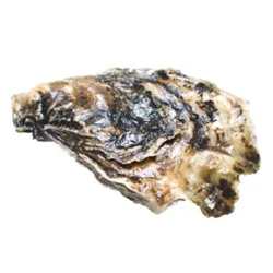 Oysters Seasonal - Ea