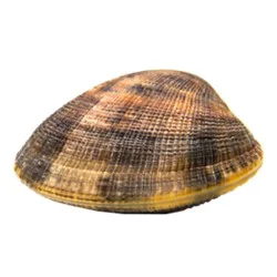 Clams Long Island Little Neck Fresh - Ea
