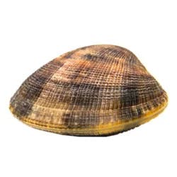 Clams Long Island Little Neck Fresh - Ea