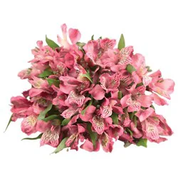 Alstroemeria 8 Stem - Each
