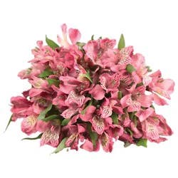 Alstroemeria 8 Stem - Each
