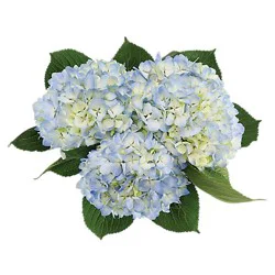 3St Dl Hydrangea Blue - Ea