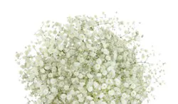 Bunches Gyp Standard White - Each