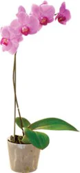 Overjoyed Boutique Phalaenopsis In Ceramic Pot 3 Inch - Each (Colors May Vary)