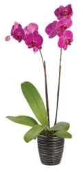 Overjoyed Boutique Orchid Belita Ceramic 3 Inch