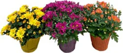 Mum Assorted 6 Inch - Each (Colors May Vary)