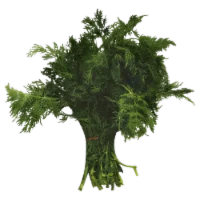Goodness Gardens Herb Dill