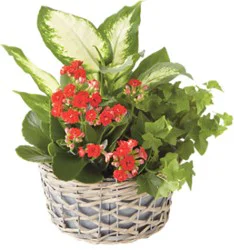 Euro Garden Small - Each