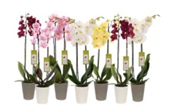 Overjoyed Boutique Assorted Orchid 5 Inch