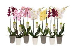Overjoyed Boutique Assorted Orchid 5 Inch