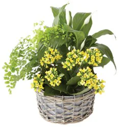 European Custom Blooming Basket - Each