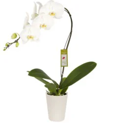 Orchid White Ceramic Pot 5 Inch - Each