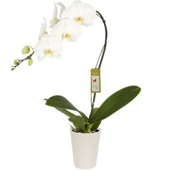 Orchid White Ceramic Pot 5 Inch - Each