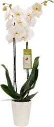 Overjoyed Boutique Orchid White 5 Inch