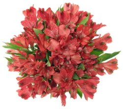 Alstroemeria Bunch Cool