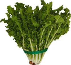 Lettuce Endive Chicory