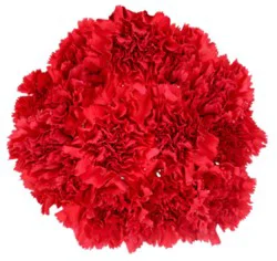 Signature Select Carnations - Each