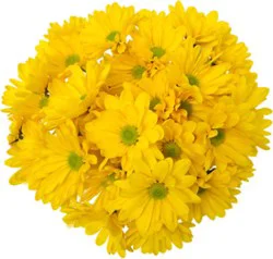 Signature Select Poms - Each