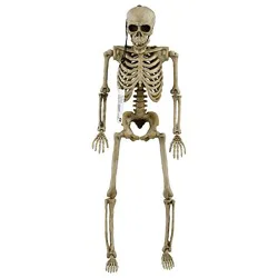 Posable Skeleton 12 Piece - Each