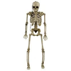 Posable Skeleton 12 Piece - Each