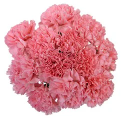 Pink Carnations 12 Stem - Each